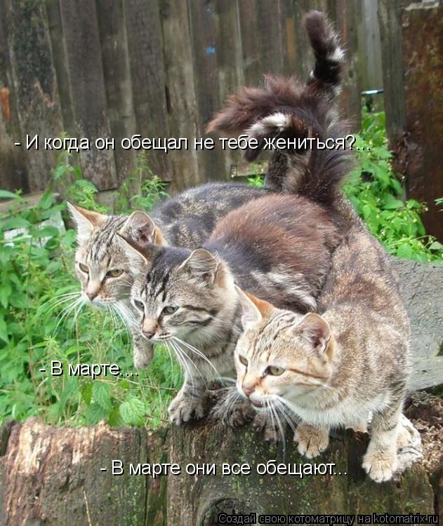 - И когда он обещал не тебе жениться?... - В марте.... - В марте они все обещают...... Котоматрица: - И когда он обещал не тебе жениться?... - В марте.... - В марте они все обещают...