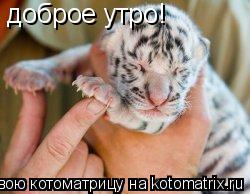 Котоматрица: доброе утро!