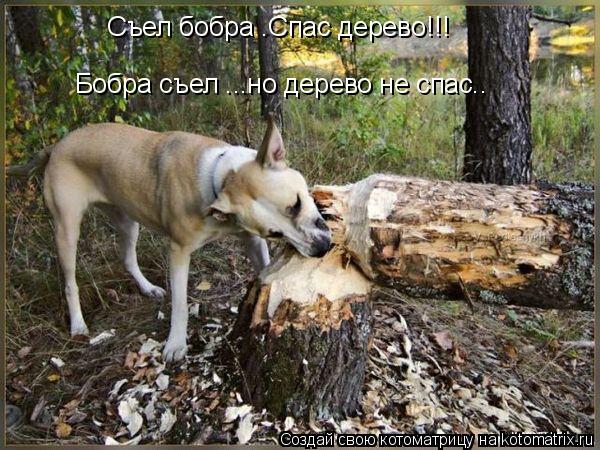 Съел бобра –Спас дерево!!! Бобра съел …..но дерево не спас..... Котоматрица: Съел бобра –Спас дерево!!! Бобра съел …..но дерево не спас..