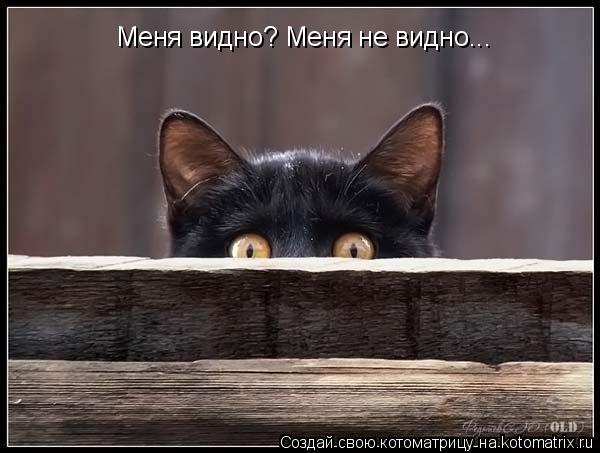 Меня видно? Меня не видно...... Котоматрица: Меня видно? Меня не видно...