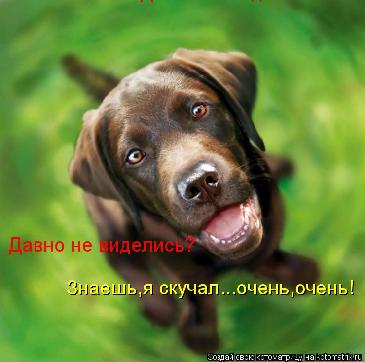 Котоматрица: Давно не виделись? Знаешь,я скучал...очень,очень! Давно не виделись?
