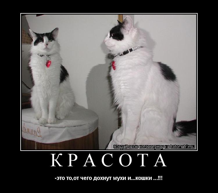Котоматрица: КРАСОТА -это то,от чего дохнут мухи икошки.