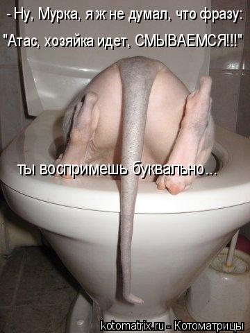 - Ну, Мурка, я ж не думал, что фразу: "Атас, хозяйка идет, СМЫВАЕМСЯ!!!" ты воспримешь буквально...... Котоматрица: - Ну, Мурка, я ж не думал, что фразу: "Атас, хозяйка идет, СМЫВАЕМСЯ!!!" ты воспримешь буквально...
