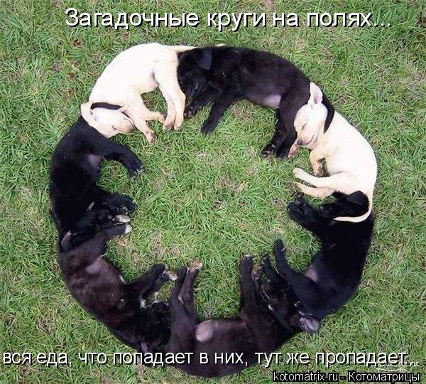 Загадочные круги на полях... вся еда, что попадает в них, тут же пропадает...... Котоматрица: Загадочные круги на полях... вся еда, что попадает в них, тут же пропадает...