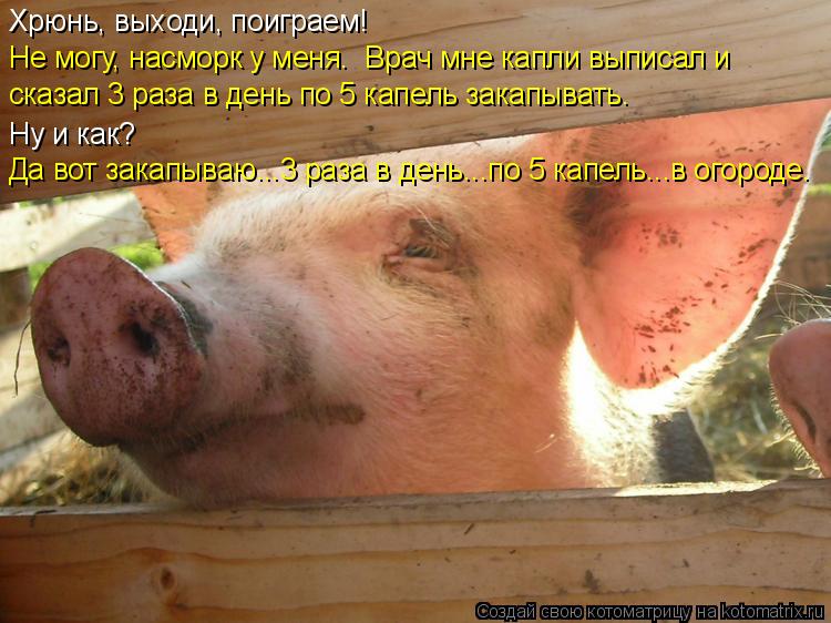 Хрюнь, выходи, поиграем! Ну и как? сказал 3 раза в день по 5 капель закапывать. Да вот закапываю...3 ... Котоматрица: Хрюнь, выходи, поиграем! Ну и как? сказал 3 раза в день по 5 капель закапывать. Да вот закапываю...3 раза в день...по 5 капель...в огороде. Не могу, н
