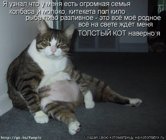 Я узнал,что у меня есть огромная семья колбаса и молоко, китекета пол кило рыба,пиво разливное - это ... Котоматрица: Я узнал,что у меня есть огромная семья колбаса и молоко, китекета пол кило рыба,пиво разливное - это всё моё родное всё на свете ждёт меня ТОЛ
