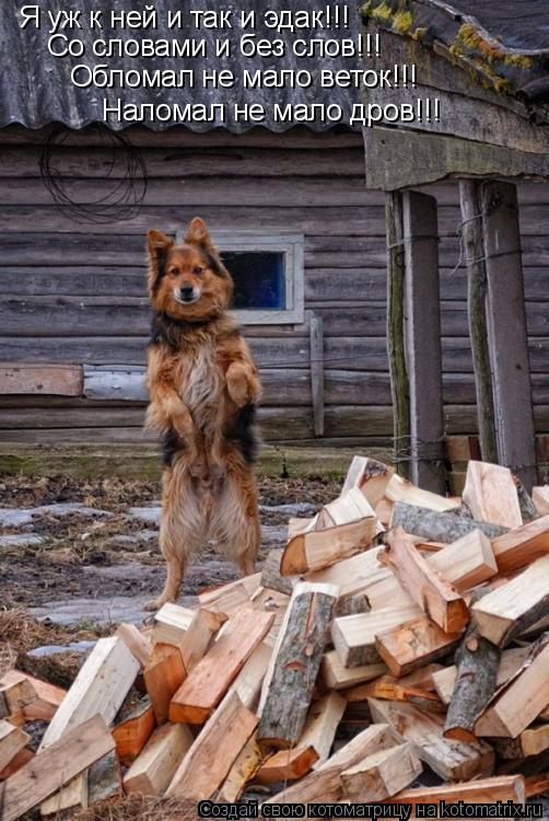 Я уж к ней и так и эдак!!! Со словами и без слов!!! Обломал не мало веток!!! Наломал не мало дров!!!... Котоматрица: Я уж к ней и так и эдак!!! Со словами и без слов!!! Обломал не мало веток!!! Наломал не мало дров!!!