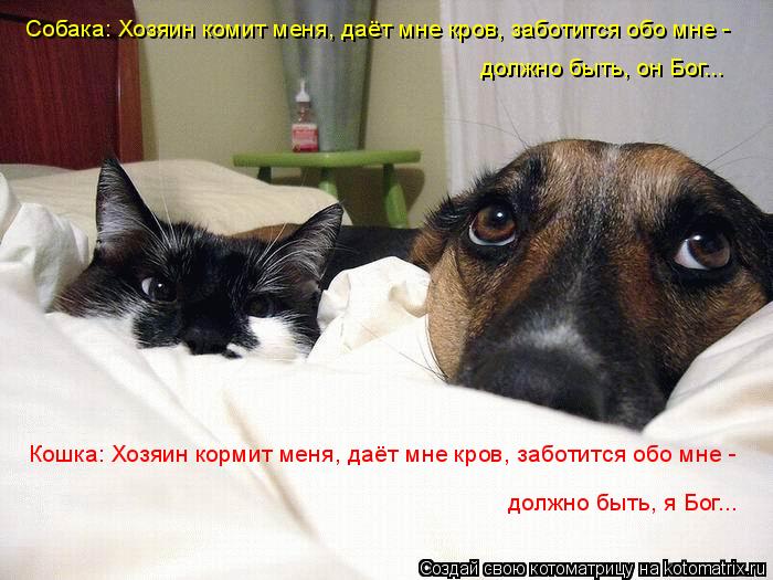 Собака: Хозяин комит меня, даёт мне кров, заботится обо мне - должно быть, он Бог... Кошка: Хозяин к... Котоматрица: Собака: Хозяин комит меня, даёт мне кров, заботится обо мне - должно быть, он Бог... Кошка: Хозяин кормит меня, даёт мне кров, заботится обо мне