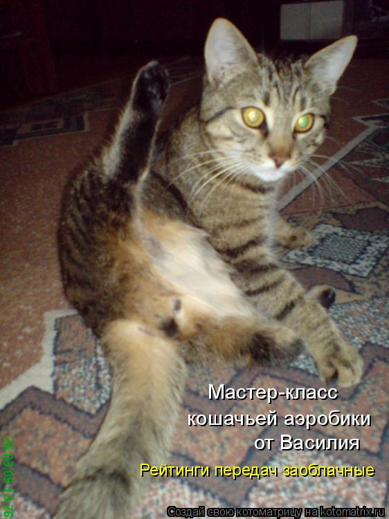 Мастер-класс кошачьей аэробики от Василия Рейтинги передач заоблачные... Котоматрица: Мастер-класс кошачьей аэробики от Василия Рейтинги передач заоблачные