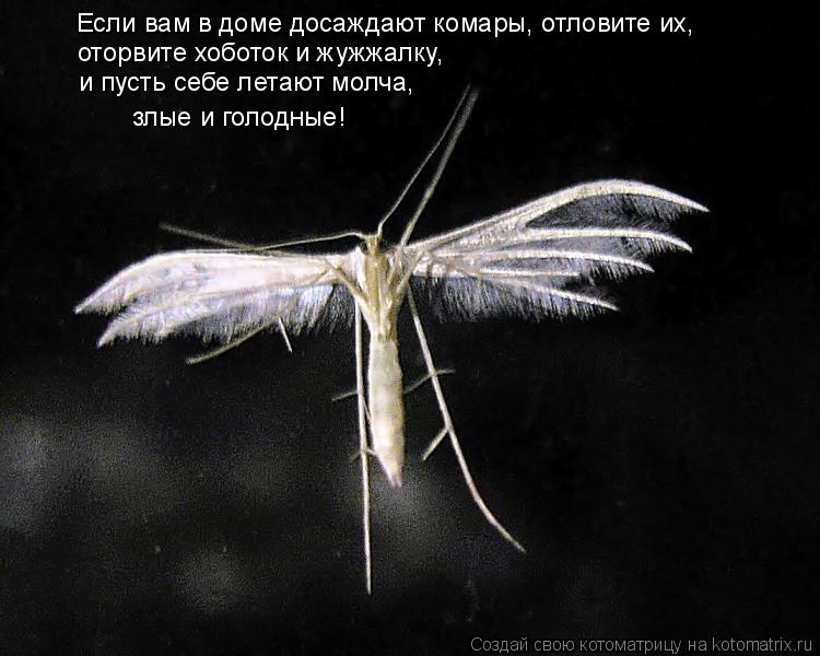 Котоматрица: Если вам в доме досаждают комары, отловите их,  оторвите хоботок и жужжалку, и пусть себе летают молча, злые и голодные!