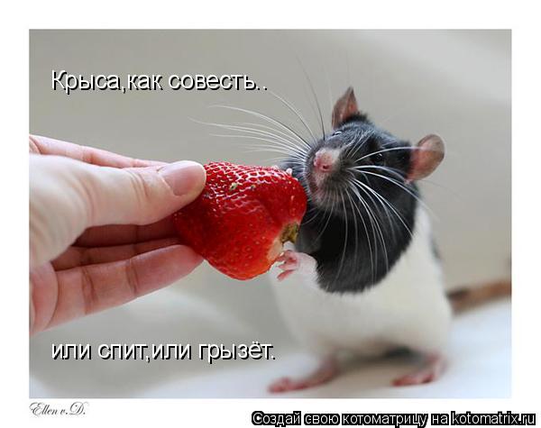 Крыса,как совесть.. или спит,или грызёт.... Котоматрица: Крыса,как совесть.. или спит,или грызёт.