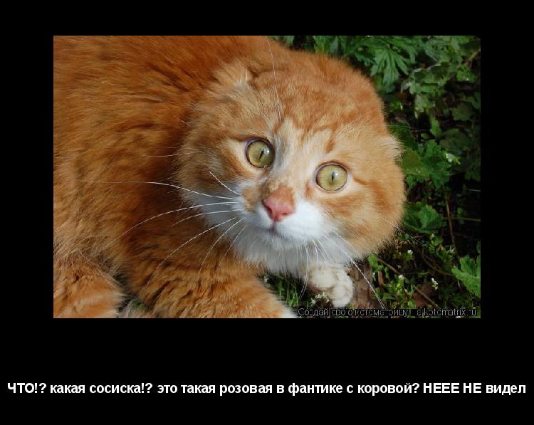 ООЙ заметили ЧТО!? какая сосиска!? это такая розовая в фантике с коровой? НЕЕЕ НЕ видел... Котоматрица: ООЙ заметили ЧТО!? какая сосиска!? это такая розовая в фантике с коровой? НЕЕЕ НЕ видел