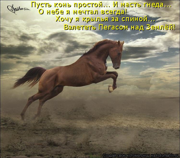 Пусть конь простой... И масть гнеда... О небе я мечтал всегда! Хочу я крылья за спиной... Взлететь Пе... Котоматрица: Пусть конь простой... И масть гнеда... О небе я мечтал всегда! Хочу я крылья за спиной... Взлететь Пегасом над Землёй!