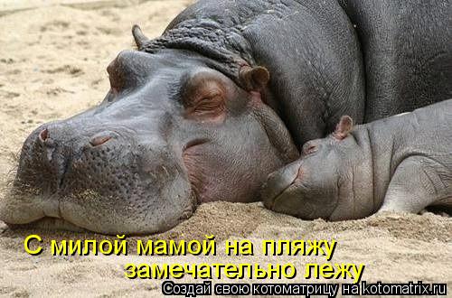 С милой мамой на пляжу замечательно лежу... Котоматрица: С милой мамой на пляжу замечательно лежу