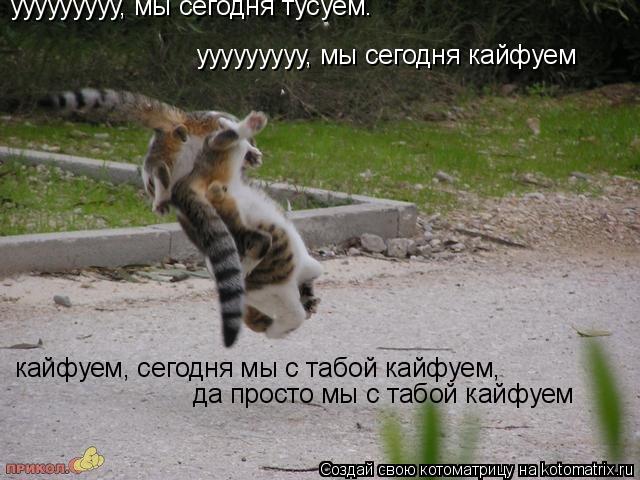 Котоматрица: ууууууууу, мы сегодня тусуем. ууууууууу, мы сегодня кайфуем кайфуем, сегодня мы с табой кайфуем,  да просто мы с табой кайфуем