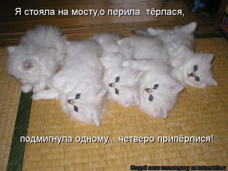 Я стояла на мосту,о перила тёрлася, подмигнула одному....четверо припёрлися!... Котоматрица: Я стояла на мосту,о перила тёрлася, подмигнула одному....четверо припёрлися!