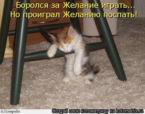 Боролся за Желание играть... Но проиграл Желанию поспать!... Котоматрица: Боролся за Желание играть... Но проиграл Желанию поспать!