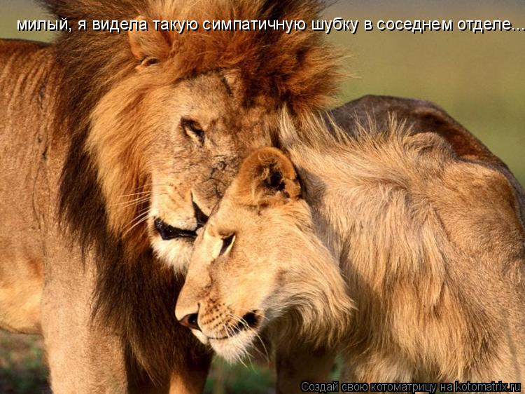 милый, я видела такую симпатичную шубку в соседнем отделе...... Котоматрица: милый, я видела такую симпатичную шубку в соседнем отделе...