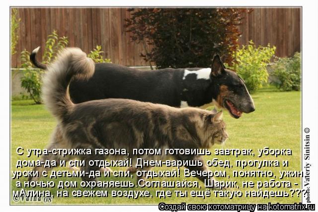 Котоматрица: С утра-стрижка газона, потом готовишь завтрак, уборка   дома-да и спи отдыхай! Днем-варишь обед, прогулка и  уроки с детьми-да и спи, отдыхай! В