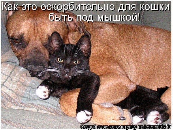 Котоматрица: Как это оскорбительно для кошки быть под мышкой!
