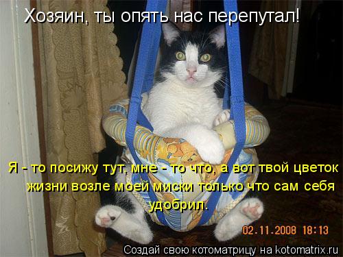 Котоматрица: Хозяин, ты опять нас перепутал! Я - то посижу тут, мне - то что, а вот твой цветок  жизни возле моей миски только что сам себя  удобрил.