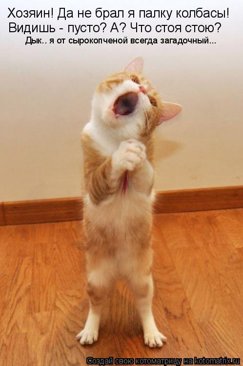 Хозяин! Да не брал я палку колбасы! Видишь - пусто? А? Что стоя стою? Дык.. я от сырокопченой всегда ... Котоматрица: Хозяин! Да не брал я палку колбасы! Видишь - пусто? А? Что стоя стою? Дык.. я от сырокопченой всегда загадочный...