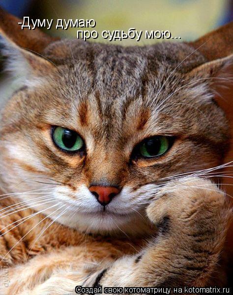 Котоматрица: -Думу думаю про судьбу мою...