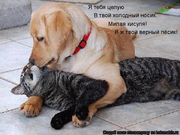 Котоматрица: Я тебя целую  В твой холодный носик. Милая кисуля! Я ж твой верный пёсик!