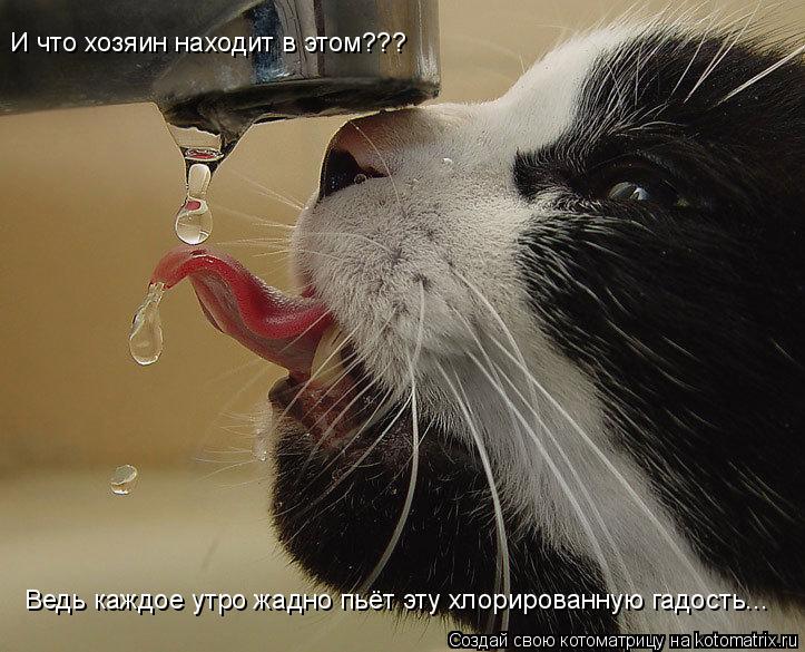 Котоматрица: И что хозяин находит в этом??? Ведь каждое утро жадно пьёт эту хлорированную гадость...