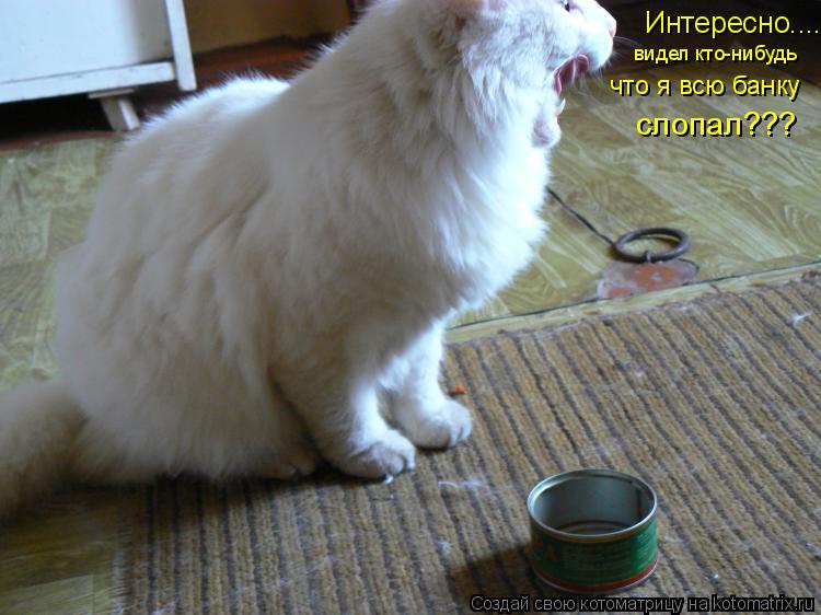 Интересно.... видел кто-нибудь что я всю банку слопал???... Котоматрица: Интересно.... видел кто-нибудь что я всю банку слопал???