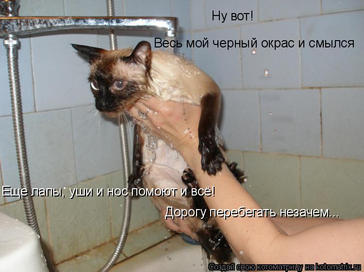 Котоматрица: Ну вот! Весь мой черный окрас и смылся Еще лапы, уши и нос помоют и всё! Дорогу перебегать незачем...