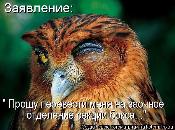 Котоматрица: Заявление:  " Прошу перевести меня на заочное  отделение секции бокса..."