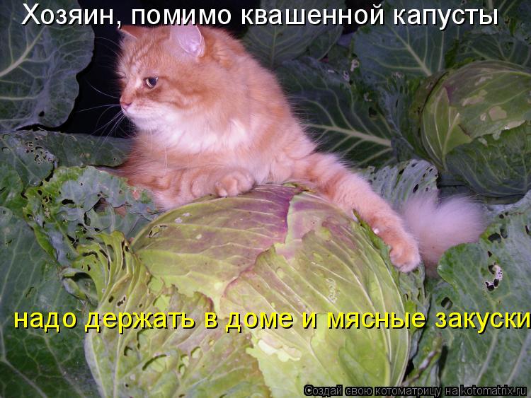 Котоматрица: Хозяин, помимо квашенной капусты  надо держать в доме и мясные закуски!
