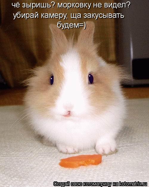 чё зыришь? морковку не видел? убирай камеру, ща закусывать будем=)... Котоматрица: чё зыришь? морковку не видел? убирай камеру, ща закусывать будем=)