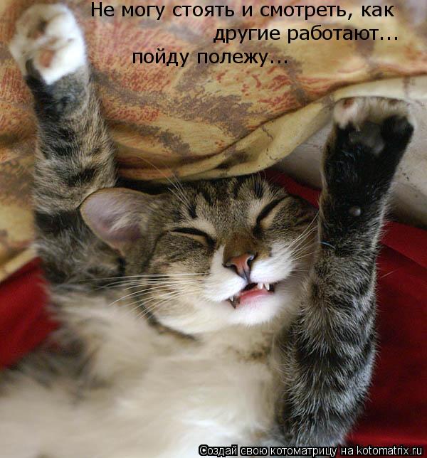 Котоматрица: другие работают... пойду полежу... Не могу стоять и смотреть, как
