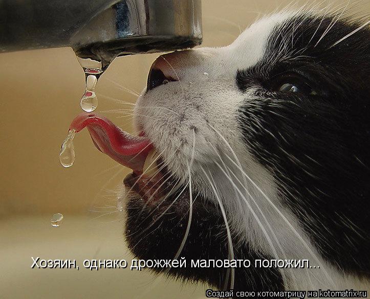 Котоматрица: Хозяин, однако дрожжей маловато положил...