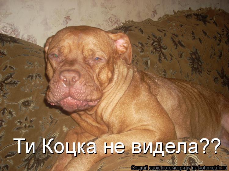 Ти Коцка не видела??... Котоматрица: Ти Коцка не видела??
