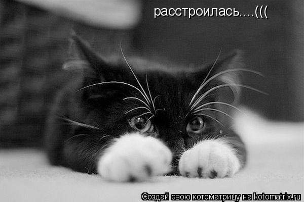 расстроилась....(((... Котоматрица: расстроилась....(((