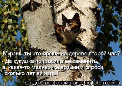 Мурзик, ты что орёшь на дереве второй час? - Да кукушка попросила её заменить, а какая-то малявочка... Котоматрица: Мурзик, ты что орёшь на дереве второй час? - Да кукушка попросила её заменить, а какая-то малявочка возьми и спроси, сколько лет ей жить!