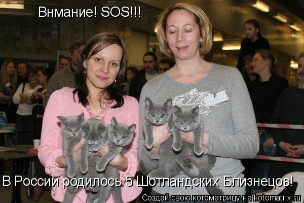 Котоматрица: Внмание! SOS!!! В России родилось 5 Шотландских Близнецов!