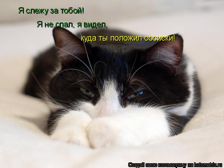 Я слежу за тобой! Я не спал, я видел, куда ты положил сосиски!... Котоматрица: Я слежу за тобой! Я не спал, я видел, куда ты положил сосиски!