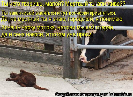 Ты чего творишь, малой? Мертвый ты али живой? Ты заканчивай валяться и тут всячески кривляться, Хочеш... Котоматрица: Ты чего творишь, малой? Мертвый ты али живой? Ты заканчивай валяться и тут всячески кривляться, Хочешь чарку молока, налови мышей сперва, да