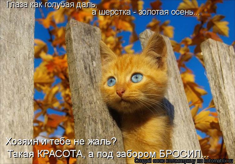 Глаза как голубая даль, а шерстка - золотая осень... Хозяин и тебе не жаль? Такая КРАСОТА, а под забо... Котоматрица: Глаза как голубая даль, а шерстка - золотая осень... Хозяин и тебе не жаль? Такая КРАСОТА, а под забором БРОСИЛ...