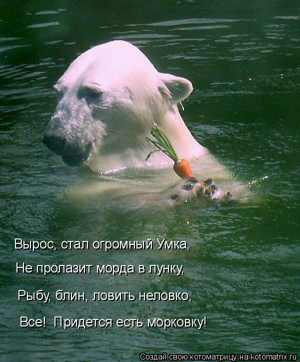 Вырос, стал огромный Умка, Не пролазит морда в лунку, Рыбу, блин, ловить неловко, Все! Придетс... Котоматрица: Вырос, стал огромный Умка, Не пролазит морда в лунку, Рыбу, блин, ловить неловко, Все! Придется есть морковку!