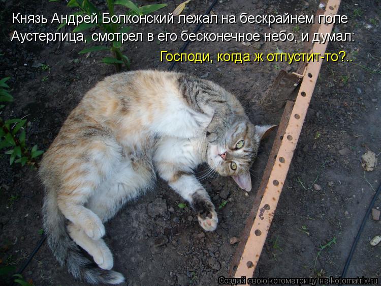 Князь Андрей Болконский лежал на бескрайнем поле Аустерлица, смотрел в его бесконечное небо, и думал... Котоматрица: Князь Андрей Болконский лежал на бескрайнем поле Аустерлица, смотрел в его бесконечное небо, и думал: Господи, когда ж отпустит-то?..