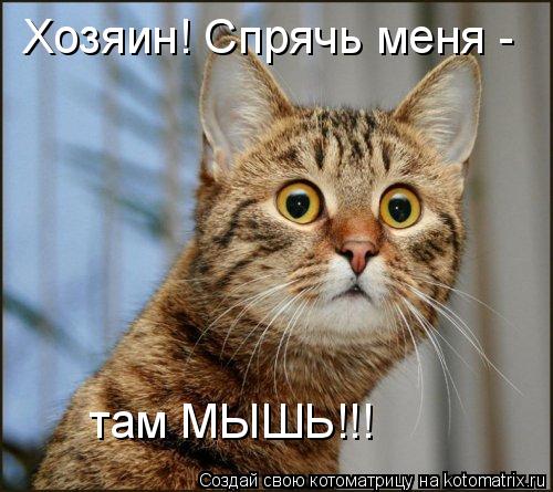 Котоматрица: Хозяин! Спрячь меня -  там МЫШЬ!!!