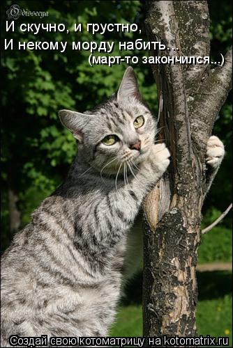 И скучно, и грустно, И некому морду набить... (март-то закончился...)... Котоматрица: И скучно, и грустно, И некому морду набить... (март-то закончился...)