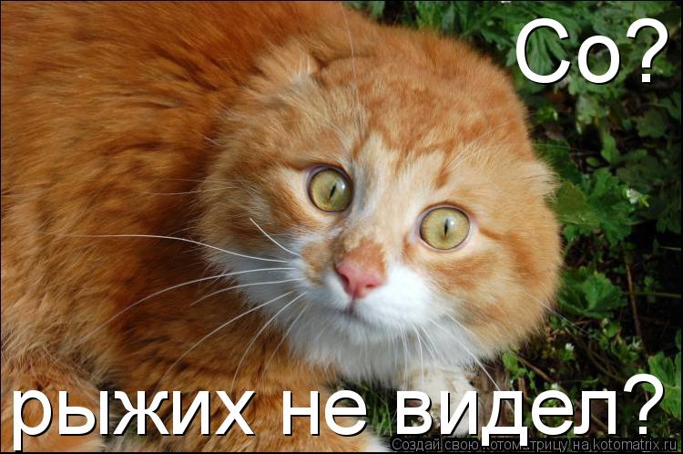 Котоматрица: Со? рыжих не видел?