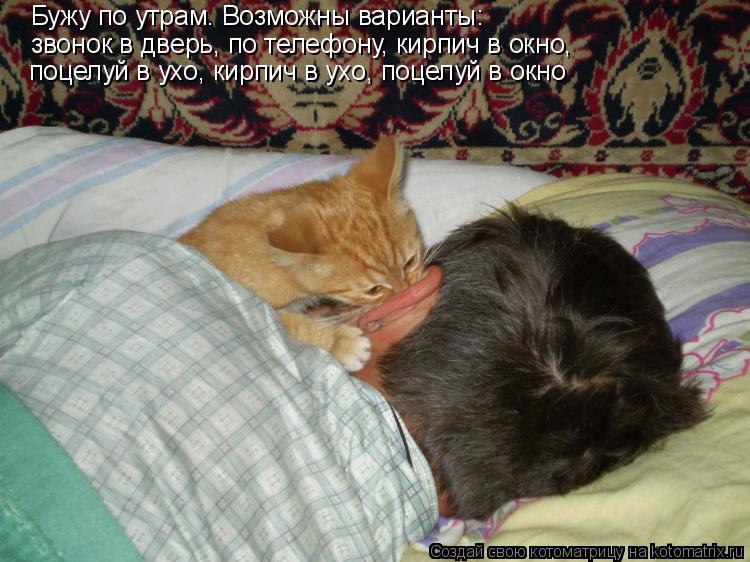 Бужу по утрам. Возможны варианты: звонок в дверь, по телефону, кирпич в окно, поцелуй в ухо, кирпич ... Котоматрица: Бужу по утрам. Возможны варианты: звонок в дверь, по телефону, кирпич в окно, поцелуй в ухо, кирпич в ухо, поцелуй в окно