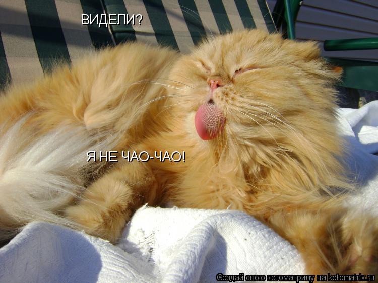 Котоматрица: ВИДЕЛИ? Я НЕ ЧАО-ЧАО!